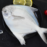 银鲳鱼冻海鲜批发厂家