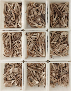 威海二本足速冻海鲜批发